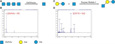 Digital microfluidics-engaged automated enzymatic degradation and synthesis of oligosaccharides